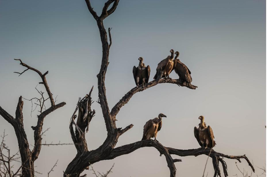 Waiting to swoop down and steal the weak in the flock there are buzzards Disguised As Eagles | My Daily Letters - MDL