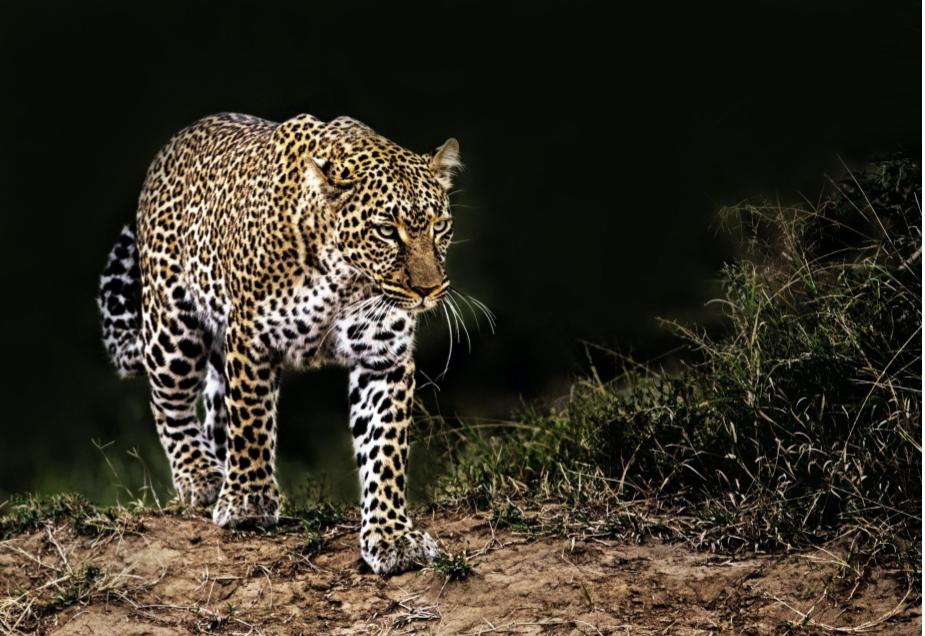 His spots a leopard cannot change from Partnered With Arrogance | My Daily Letters - MDL